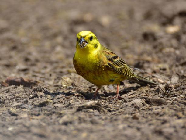 istock The yellowhammer (Emberiza citrinella) feeding on ground 1042065834