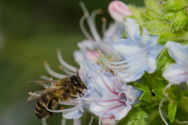 istock Honey bee (Apis mellifera) feeding on a flower of Echium decaisnei. 1042066010