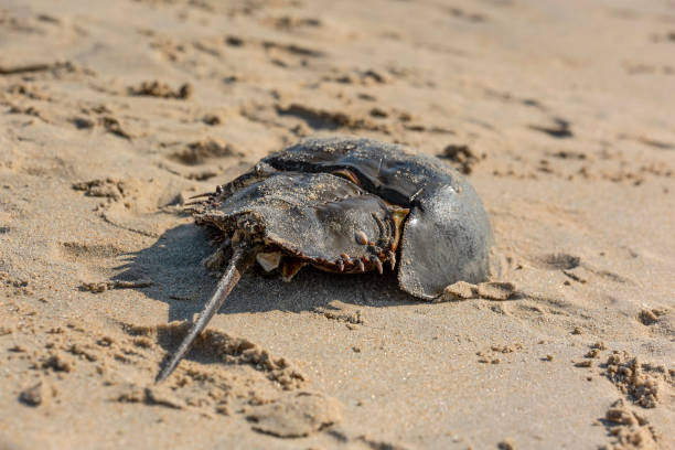 istock Horseshoe Crab On The Beach 1042066748