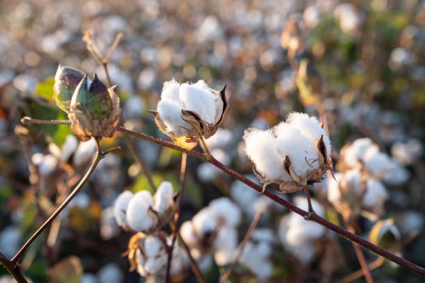 istock Cotton Field In Sunrise 1042074472