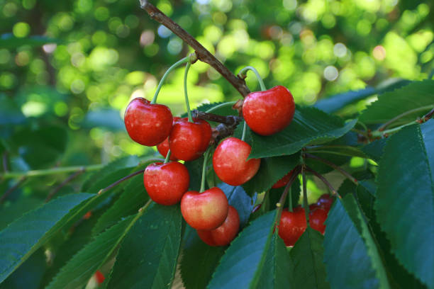 istock Ripe Rainier Cherries hanging from branch on tree 1042074650