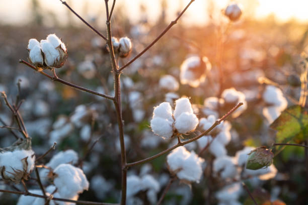 istock Cotton Field In Sunrise 1042077642