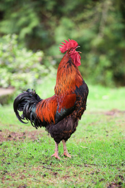 istock A roster crowing in the grass on a farm 1042078076