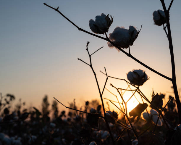 istock Cotton Field In Sunrise 1042078242