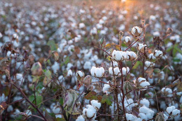 istock Cotton Field In Sunrise 1042078446