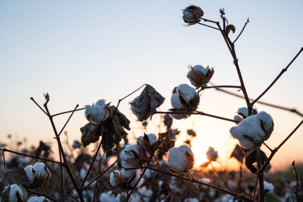 istock Cotton Field In Sunrise 1042078522