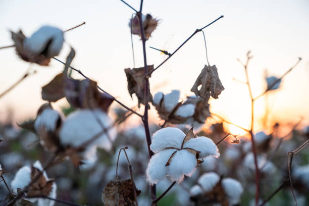 istock Cotton Field In Sunrise 1042079236
