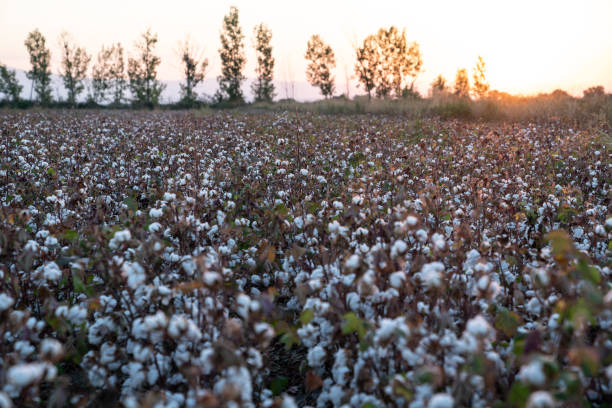 istock Cotton Field In Sunrise 1042079274