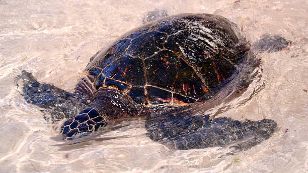 istock sea-turle swim in water 104207928
