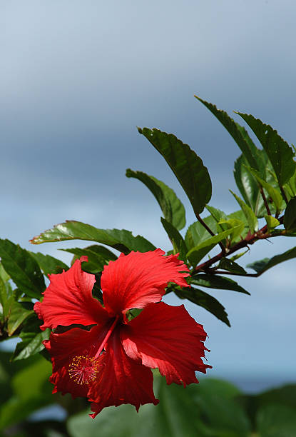 ハイビスカス - stem pollen hibiscus beauty in nature ストックフォトと画像