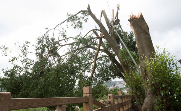 istock Broken tree fall down,damages after super typhoon Mangkhut in China - 16 Sep 2018 1042084474
