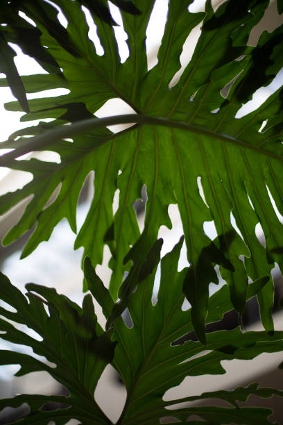 istock Monstera Deliciosa Split Leaf Philodendron Swiss Cheese Tropical House Plant 1042084630