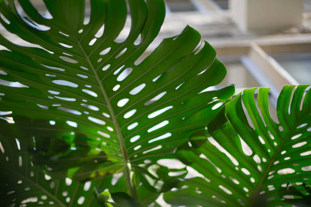 istock Monstera Deliciosa Split Leaf Philodendron Swiss Cheese Tropical House Plant 1042084848