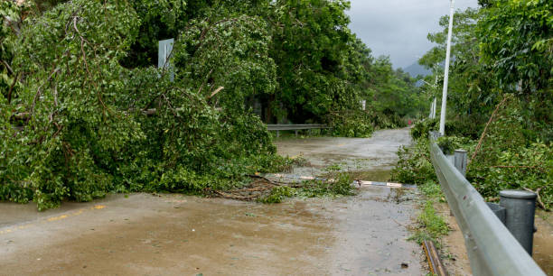 istock Broken tree fall down block the road,damages after super typhoon Mangkhut in China - 16 Sep 2018 1042088054