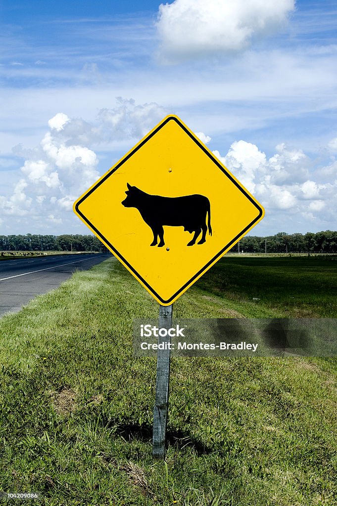 Kuh auf der Fahrbahn - Lizenzfrei Blau Stock-Foto