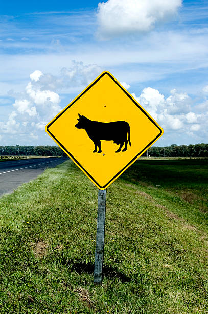 istock Cow Crossing Sign 104209086