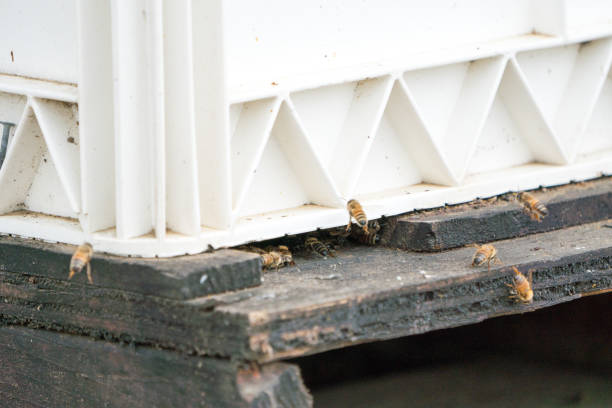 istock bees flying in and out of bee hive 1042091438