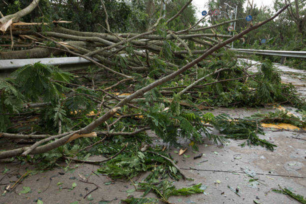istock Broken tree fall down,damages after super typhoon Mangkhut in China - 16 Sep 2018 1042091756
