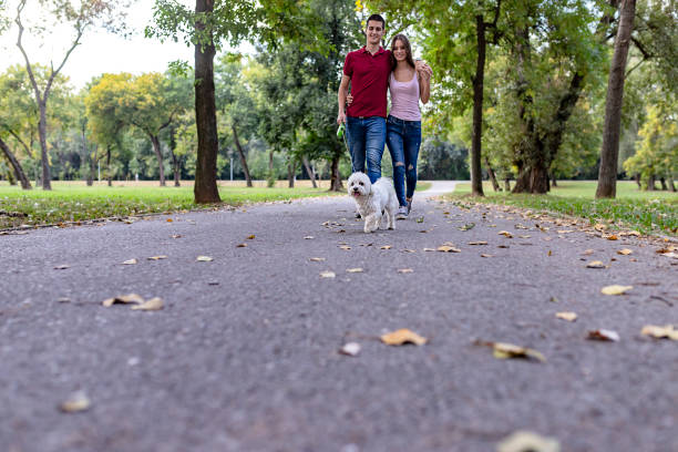 istock I'm taking these guys for a walk 1042093304