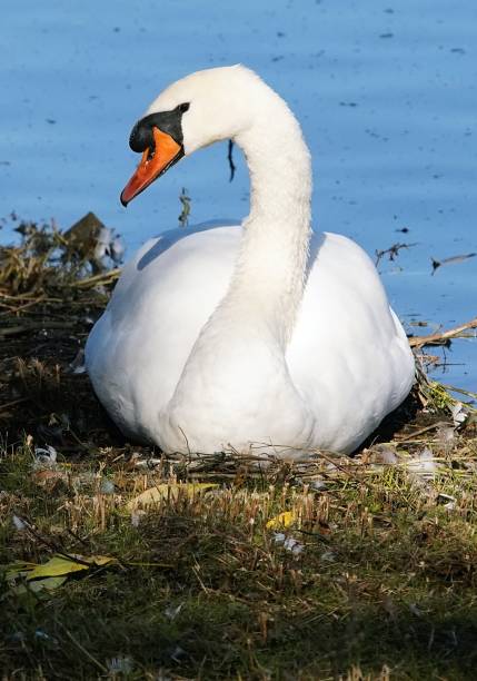 istock White Swan Portrait 1042100030