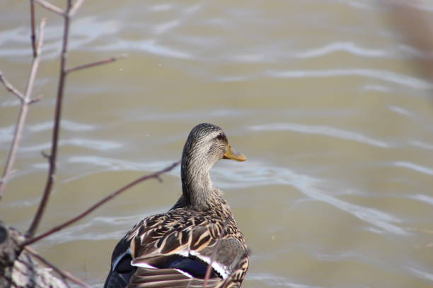 istock Brown duck looking at water 1042100324
