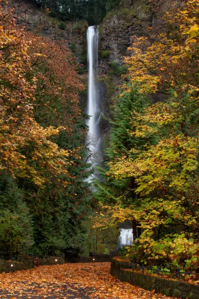 Photo of Multnomah Falls in autumn and footpath covered in leaves