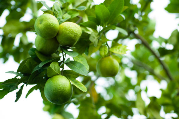 istock lemons at branch in leaf background with copy space 1042112316