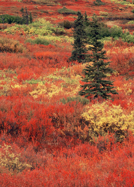 Fall Colors In Alaskan Tundra