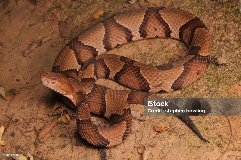 Serpent mocassin - Photo de Serpent mocassin libre de droits