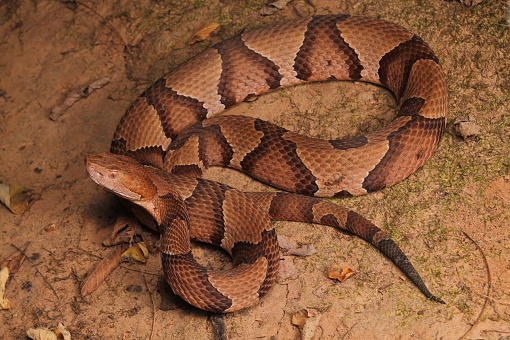 Osage Copperhead found in Broken Arrow, Oklahoma