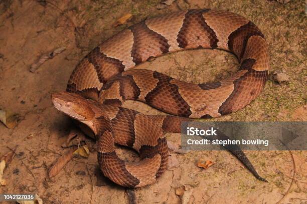 Copperhead Stock Photo - Download Image Now - Copperhead, Snake, Pit Viper