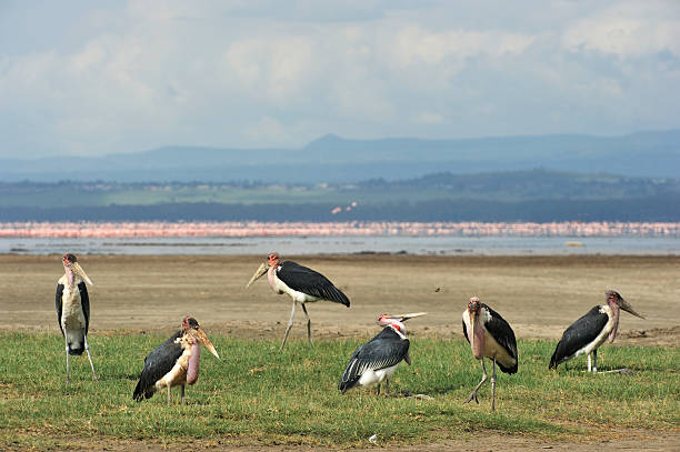istock Marabout storks and pink flamingos, Nakuru 104212710