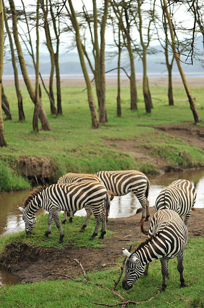 Zebras grazing  lake nakuru national park stock pictures, royalty-free photos & images
