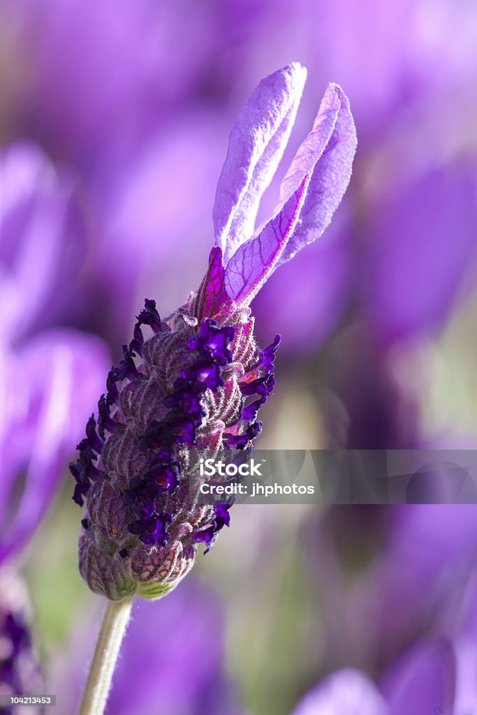 close-up de flores de lavanda - Foto de stock de Agricultura royalty-free