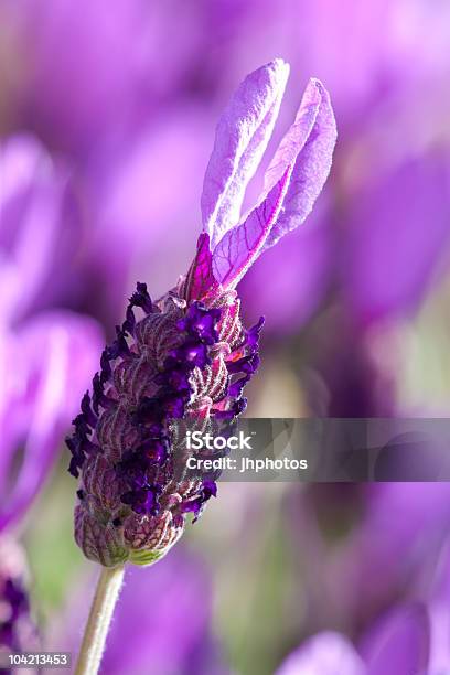 Foto de Closeup De Flores De Lavanda e mais fotos de stock de Agricultura - Agricultura, Aromaterapia, Beleza natural - Natureza