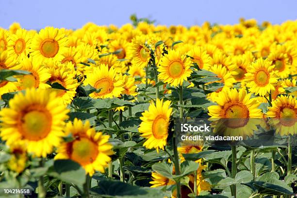 Sunflowers Foto de stock y más banco de imágenes de Adulto maduro - Adulto maduro, Agricultura, Aire libre