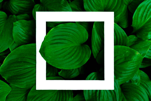 istock top view of exotic topical plants leafs flowers with white square frame on top mock up with copy space f 1042149594