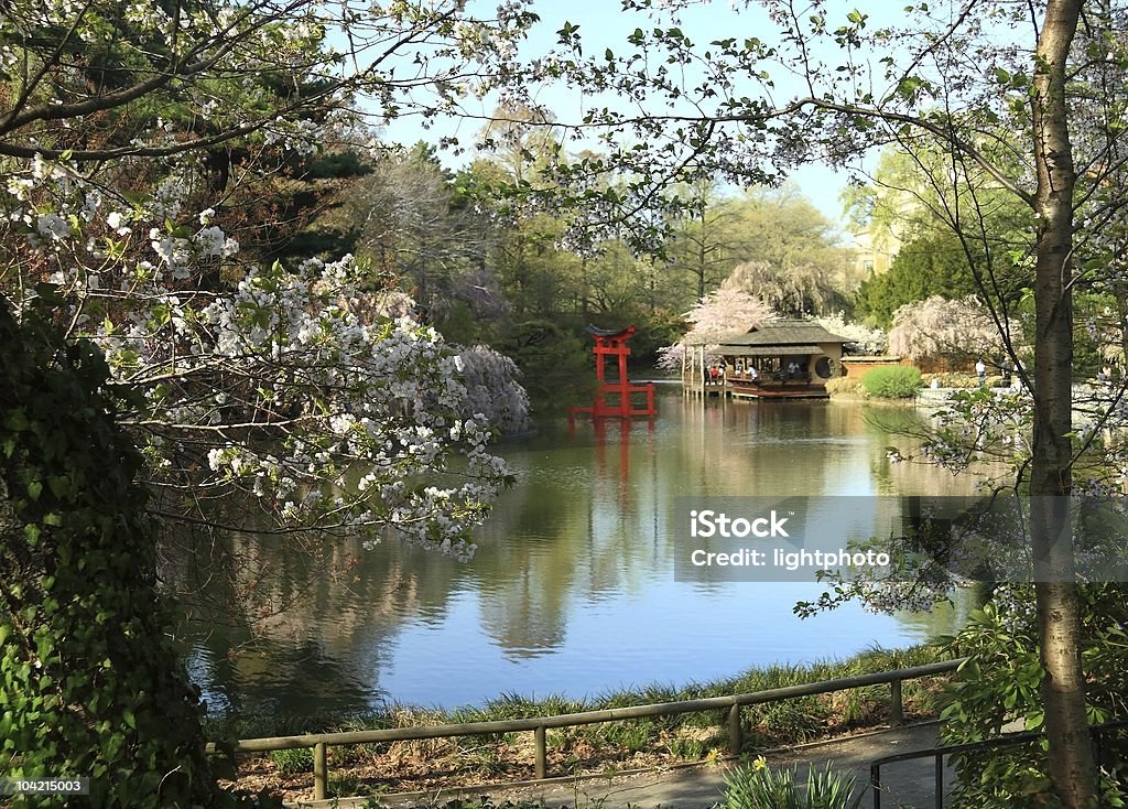Ogród japoński Pond - Zbiór zdjęć royalty-free (Ogród botaniczny)