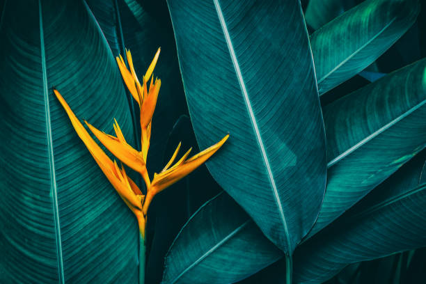 istock tropical exotic flower blooming on dark leaf background 1042150414