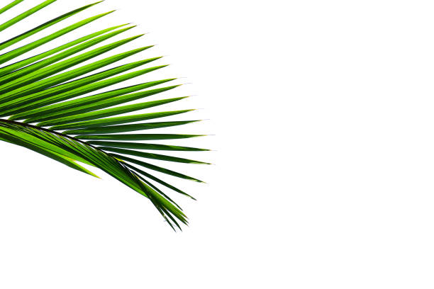 istock tropical palm leaf isolated on white background 1042150626