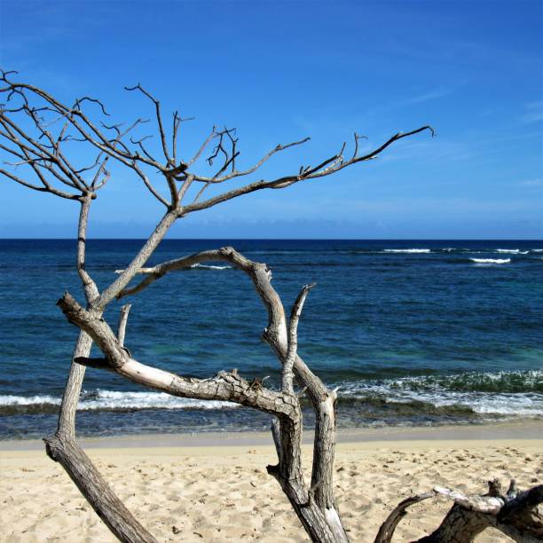 istock Dead trees on Mokuleia Beach Oahu HI 1042154520