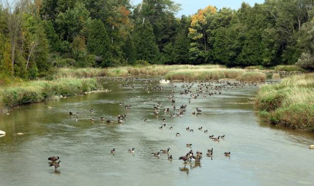 istock Large flock of Canada Geese on a stream in Ontario 1042157016