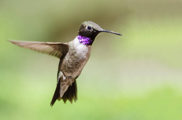 istock Black-Chinned Hummingbird with Throat Aglow While Hovering in Flight 1042160696