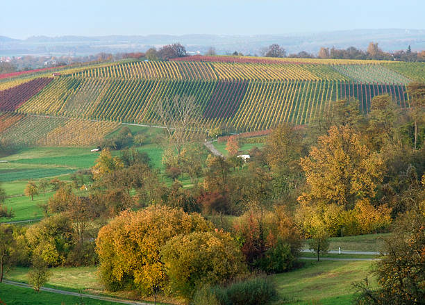 istock colorful autumn scenery with vineyards 104216661