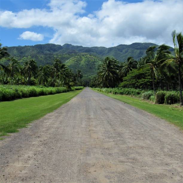 istock Dillingham Ranch palm tree lined road Mokuleia Oahu HI 1042171868