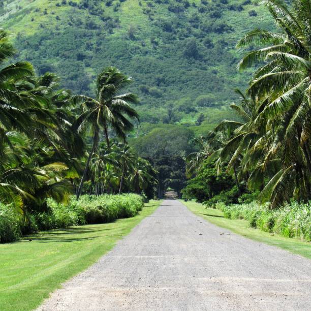 istock Dillingham Ranch palm tree lined road Mokuleia Oahu HI 1042171876