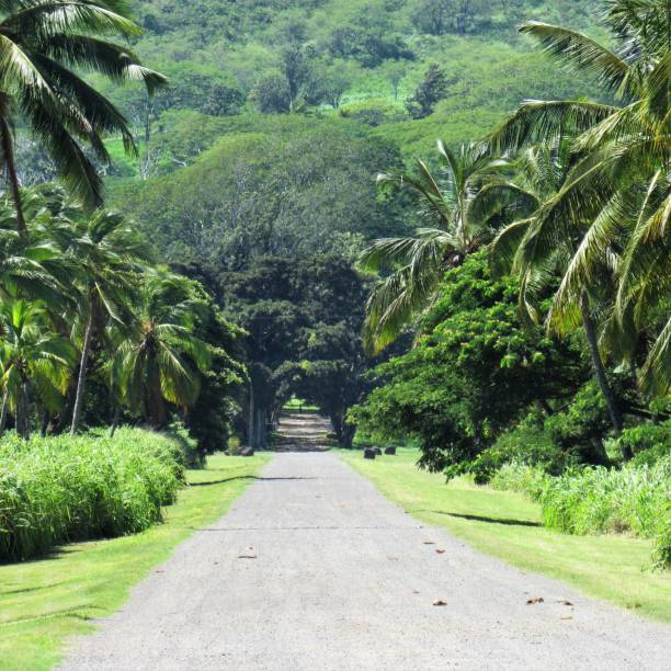 Dillingham Ranch palm tree lined road Mokuleia Oahu HI