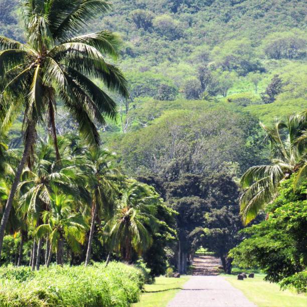 Dillingham Ranch palm tree lined road Mokuleia Oahu HI