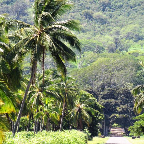 istock Dillingham Ranch palm tree lined road Mokuleia Oahu HI 1042171894
