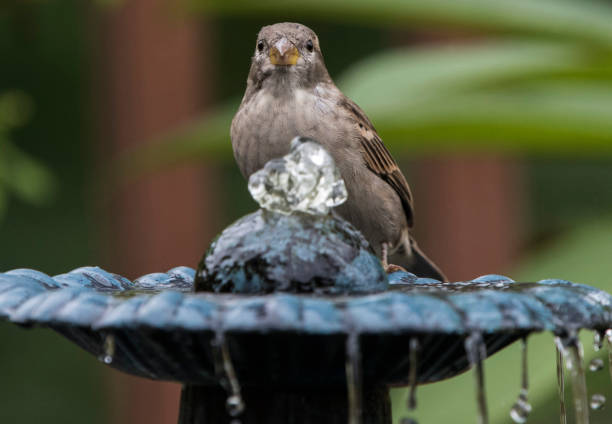 istock On the fountain 1042172924